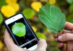 Aplicativos Incríveis para Identificar Plantas no Seu Celular!