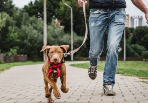 Aplicativos de treinamento de cães: Conheça e treine o seu pet!