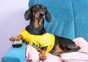 Tenha uma biblioteca de filmes infinita no seu celular!