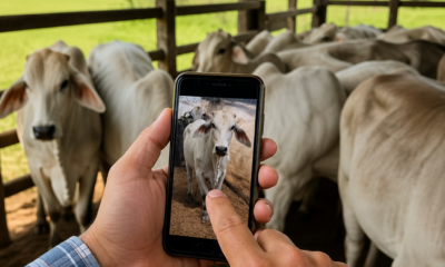 Peso do Gado pelo Celular: Guia Prático