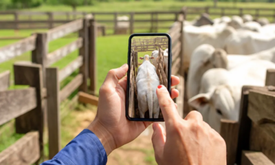 Pese o Gado com o Celular: Guia Prático